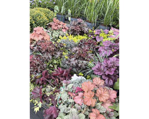 Diverses plantes heuchera et autres dans une jardinerie.