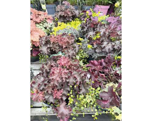 Diverses plantes Heuchera en pots, idéales pour le jardin