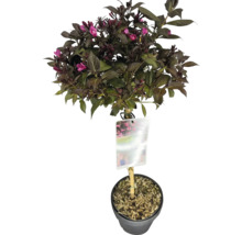 Blütenstrauch mit grünen Blättern und rosa Blüten im Topf