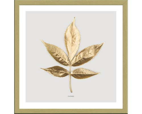 Image encadrée Golden Leaf l 33x33cm