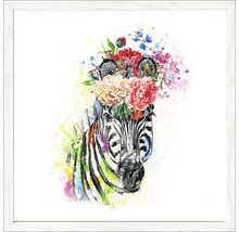 Gerahmtes Bild Colourful Zebra 33x33 cm