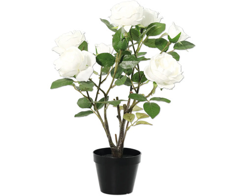 Dekorative Rose im Topf