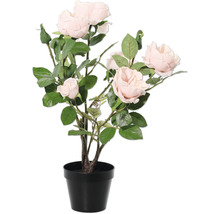 Rosenbusch im Topf für den Innenbereich