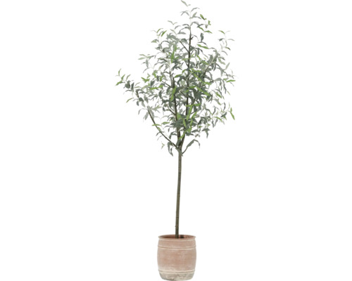 Zierbaum im Topf für den Innenbereich