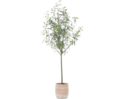 Olivenbaum im Topf