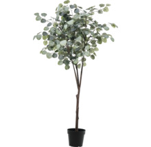 Eucalyptus en pot comme décoration