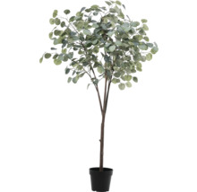 Eucalyptus en pot