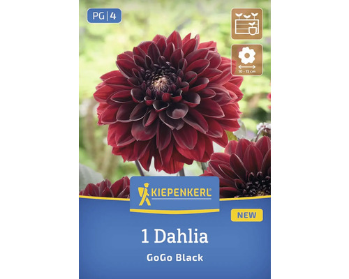 Eine Dahlie GoGo Black