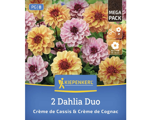 Kiepenkerl 2er Set Dahlien Duo Crème de Cassis und Crème de Cognac