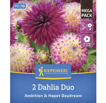 Kiepenkerl 2er Set Dahlien Duo Ambition und Hapet Daydream