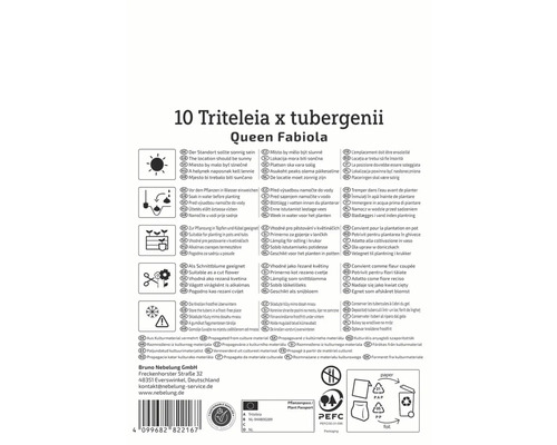 Informationen zu Triteleia Queen Fabiola: Standort, Bewässerung, Pflanzung, Schnittblume, Überwinterung und Vermehrung