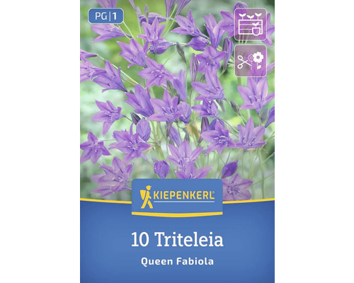 Verpackung mit 10 Triteleia Queen Fabiola Blumenzwiebeln