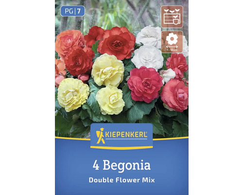 Kiepenkerl Logo, 4 Begonien gefülltblühend, Mischung