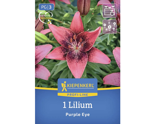 Lilienzwiebel Purple Eye der Marke Kiepenkerl