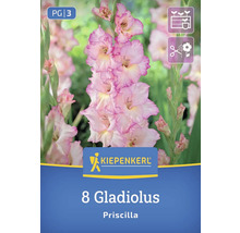 Kiepenkerl Logo, 8 Gladiolen Priscilla