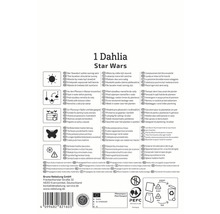 Informationen zur Dahlienpflanze und Pflegehinweise