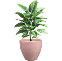 Plante d'intérieur en pot