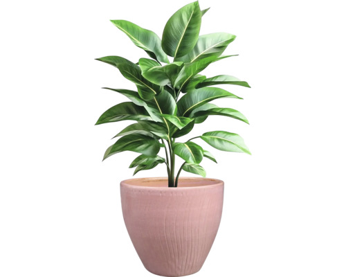 Plante d'intérieur en pot