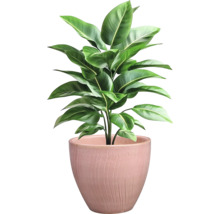 Plante d'intérieur en pot