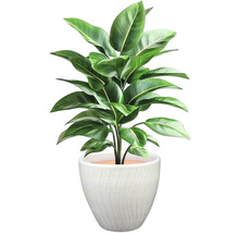 Plante d'intérieur avec des feuilles vertes dans un pot