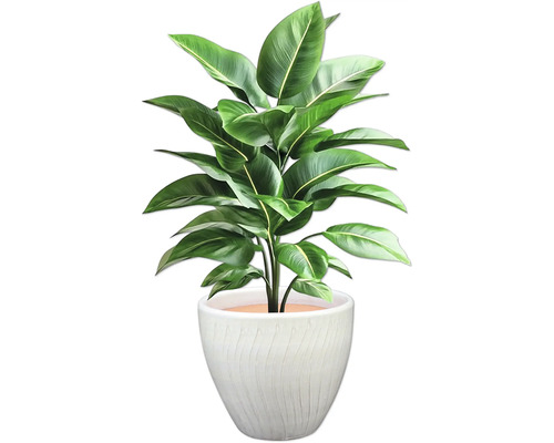 Plante d'intérieur avec des feuilles vertes dans un pot