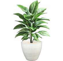 Plante d'intérieur en pot