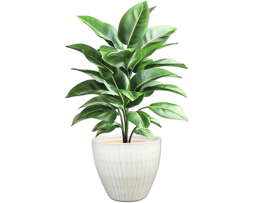 Plante d'intérieur en pot