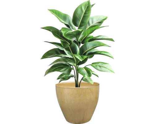 Plante d'intérieur en pot