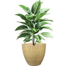 Plante d'intérieur en pot