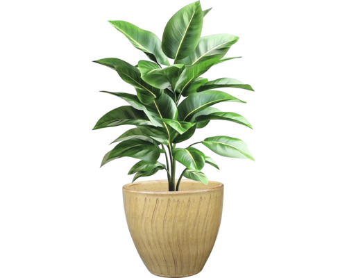 Plante d'intérieur en pot