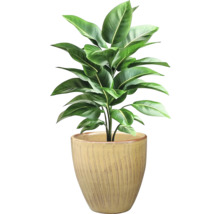 Zimmerpflanze mit grünen Blättern in einem Topf