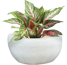 Chinesisches Schilf im Topf als Zimmerpflanze