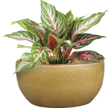 Roseau de Chine dans un pot en céramique comme plante d'intérieur