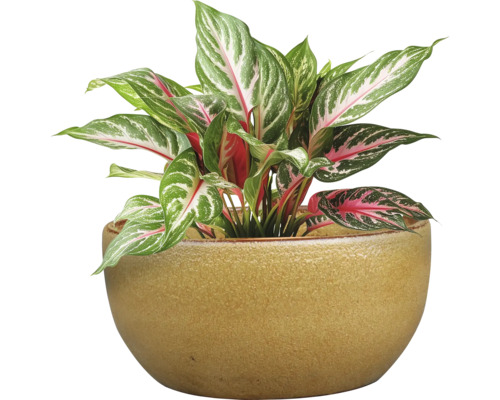 Roseau de Chine dans un pot en céramique comme plante d'intérieur