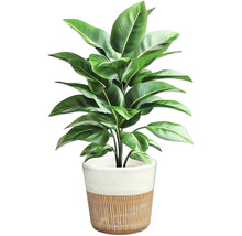 Strelitzie im Topf für den Innenbereich