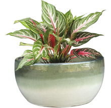 Roseau de Chine en pot