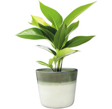 Plante d'intérieur en pot