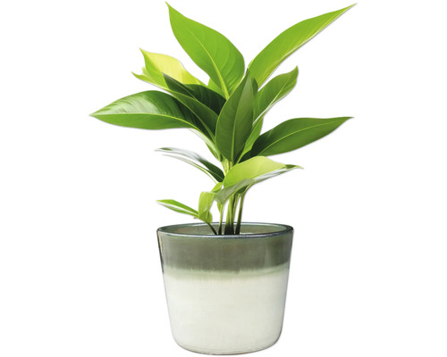 Plante d'intérieur en pot