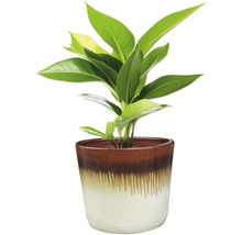 Plante d'intérieur en pot