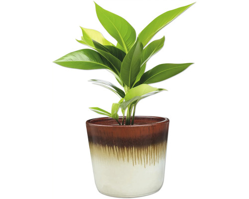 Plante d'intérieur en pot