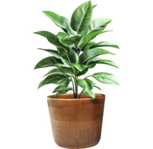 Zimmerpflanze in einem Topf