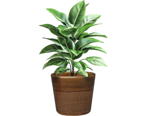 Zimmerpflanze in Topf