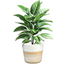 Zimmerpflanze im Topf