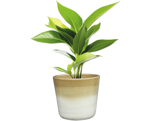 Plante d'intérieur dans un pot en céramique