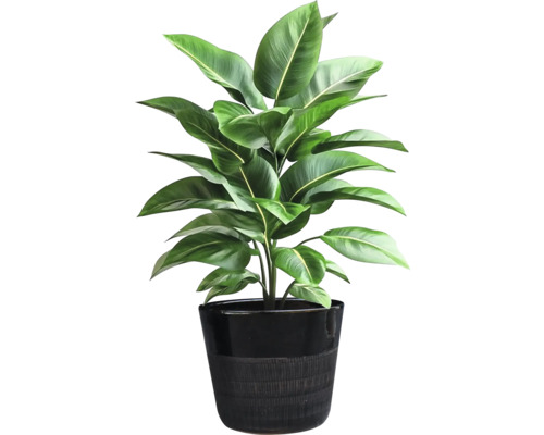 Zimmerpflanze in einem Topf