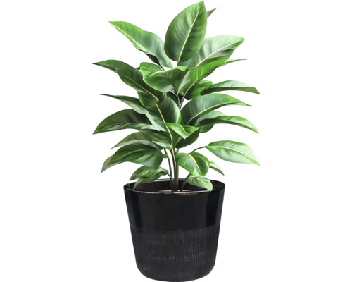 Zimmerpflanze in einem Topf