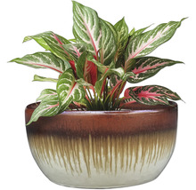 Plante verte chinoise dans un pot décoratif