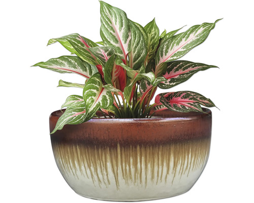 Plante verte chinoise dans un pot décoratif