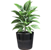 Zimmerpflanze im Topf