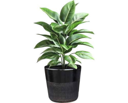 Zimmerpflanze im Topf